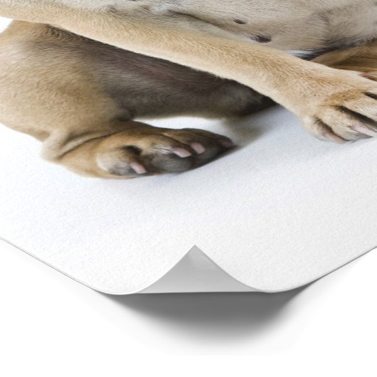 Hundetraining und Gehorsam Poster (Ecke)