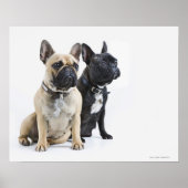 Hundetraining und Gehorsam Poster (Vorne)