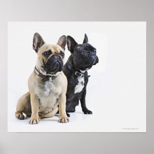 Hundetraining und Gehorsam Poster (Vorne)