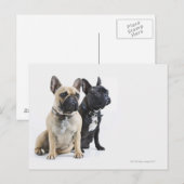 Hundetraining und Gehorsam Postkarte (Vorne/Hinten)