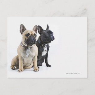 Hundetraining und Gehorsam Postkarte