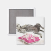 Hundeverhaltenstraining Magnet (Vorderseite/Rückseite)
