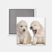 Hundewelpen (4 Wochen alt) Magnet (Vorderseite/Rückseite)