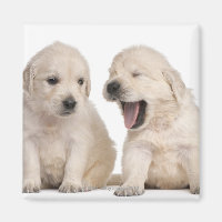 Hundewelpen (4 Wochen alt)