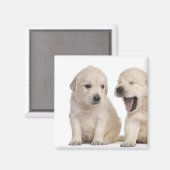Hundewelpen (4 Wochen alt) Magnet (Vorderseite/Rückseite)