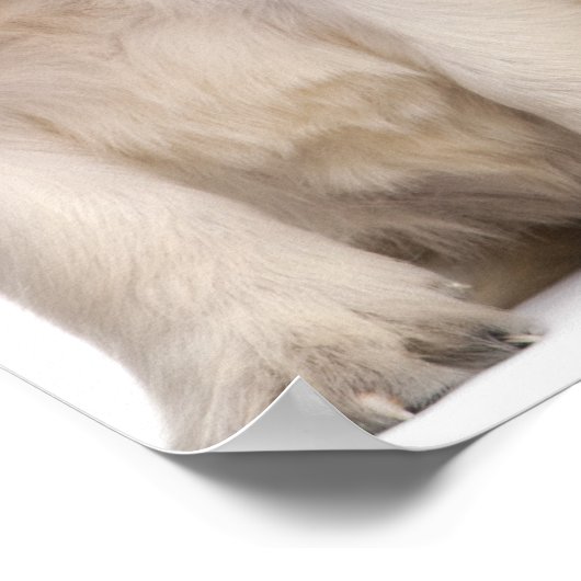 Hundewelpen (4 Wochen alt) Poster (Ecke)