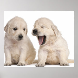 Hundewelpen (4 Wochen alt) Poster