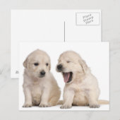 Hundewelpen (4 Wochen alt) Postkarte (Vorne/Hinten)