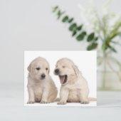 Hundewelpen (4 Wochen alt) Postkarte (Stehend Vorderseite)