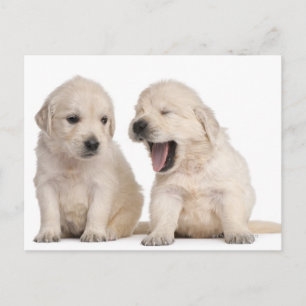 Hundewelpen (4 Wochen alt) Postkarte