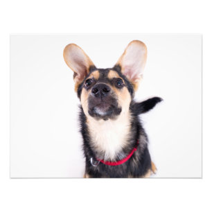 Hundewelpen Fotodruck