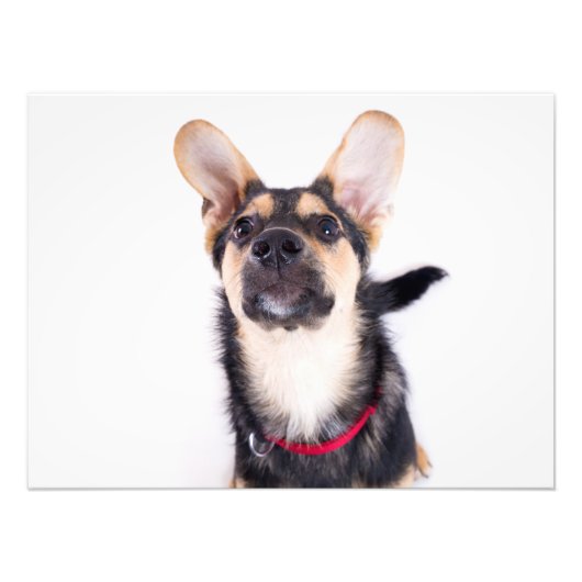 Hundewelpen Fotodruck (Vorne)