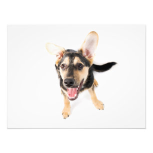 Hundewelpen Fotodruck