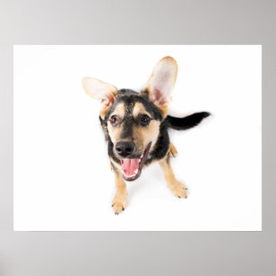 Hundewelpen Poster