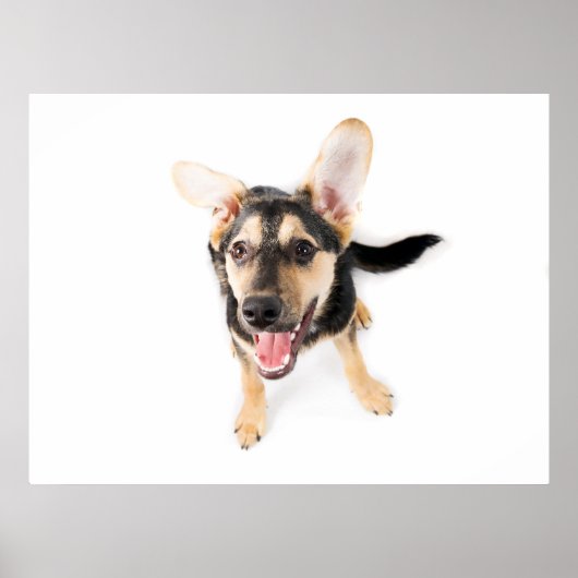 Hundewelpen Poster (Vorne)
