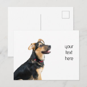 Hundewelpen Postkarte