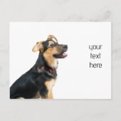 Hundewelpen Postkarte (Vorderseite)