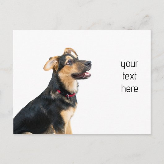 Hundewelpen Postkarte (Vorderseite)