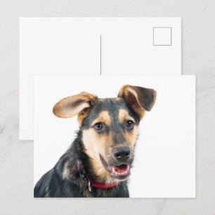Hundewelpen Postkarte