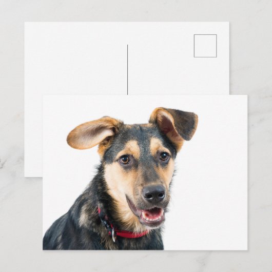 Hundewelpen Postkarte (Vorne/Hinten)