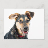 Hundewelpen Postkarte (Vorderseite)