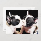 Hundewelpen Postkarte (Vorne/Hinten)