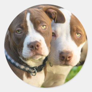 Hundewelpen Runder Aufkleber