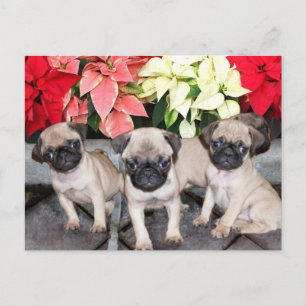 Hundewelpen zu Weihnachten Mops