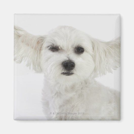 Hundewinden Magnet (Vorne)