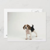 Hundhund Postkarte (Vorne/Hinten)