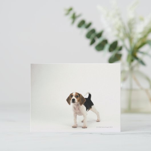 Hundhund Postkarte (Stehend Vorderseite)