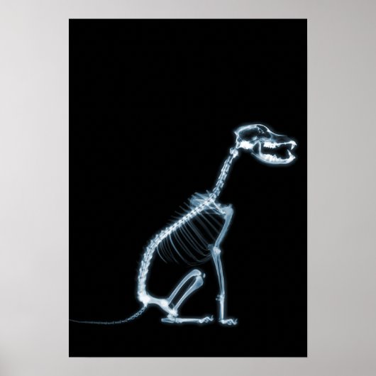HUNDSITZUNG RÖHRLICHER SKELETON - BLAU & SCHWARZ POSTER (Vorne)