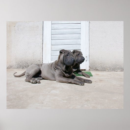 Hundstage des Sommers.... Poster (Vorne)