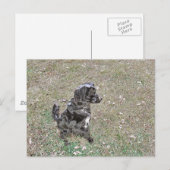 Hundsuhren aus schwarzem Labor Postkarte (Vorne/Hinten)