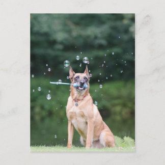 Hundtrick: Seifenblasen Postkarte
