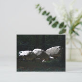 Hunebed, Borger Postkarte (Stehend Vorderseite)