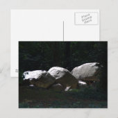 Hunebed, Borger Postkarte (Vorne/Hinten)