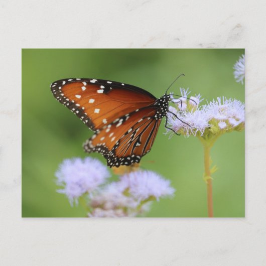 Hungarmonarch Butterfly Postkarte (Vorderseite)