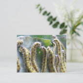 Hungerfestungen Cabbage Weiße Raupen Postkarte (Stehend Vorderseite)