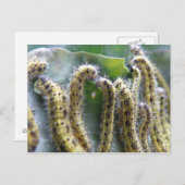 Hungerfestungen Cabbage Weiße Raupen Postkarte (Vorne/Hinten)