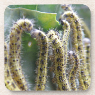 Hungerfestungen Weißer Raupe Cork Untersetzer