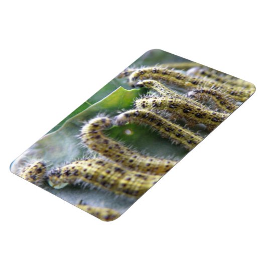 Hungerfestungen Weißer Raupe Premium Magnet (Linke Seite)