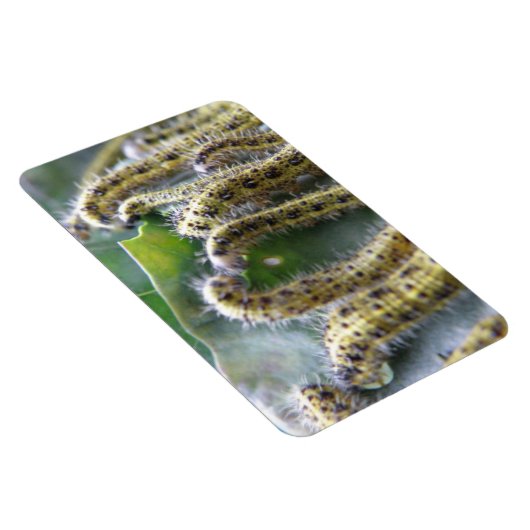 Hungerfestungen Weißer Raupe Premium Magnet (Rechte Seite)