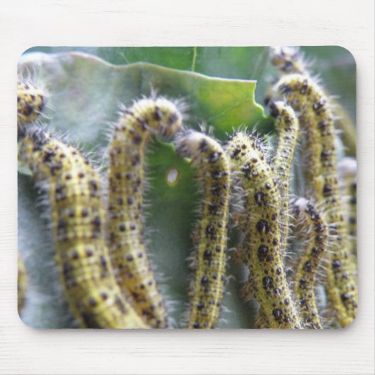 Hungerfestungen Weißes Raupe Mousepad (Vorne)