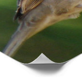 Hungerhaus Sparrows Print Poster (Ecke)