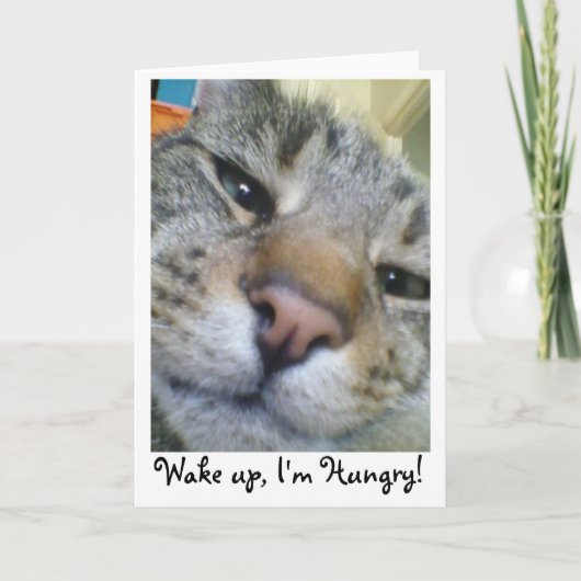 Hungerkatze Funny Greeting/Birthday Card Karte (Vorderseite)