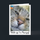 Hungerkatze Funny Greeting/Birthday Card Karte<br><div class="desc">Perfektes Beispiel meiner Katze Teddy,  immer fragend für Essen!</div>