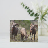 Hungerschmerzen Postkarte (Stehend Vorderseite)