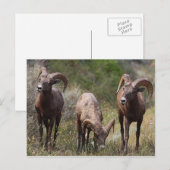 Hungerschmerzen Postkarte (Vorne/Hinten)