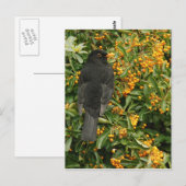 Hungerschwarz Postkarte (Vorne/Hinten)